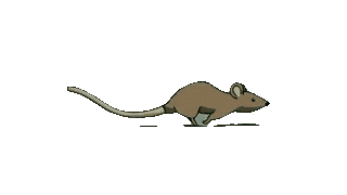 Animated rat walking